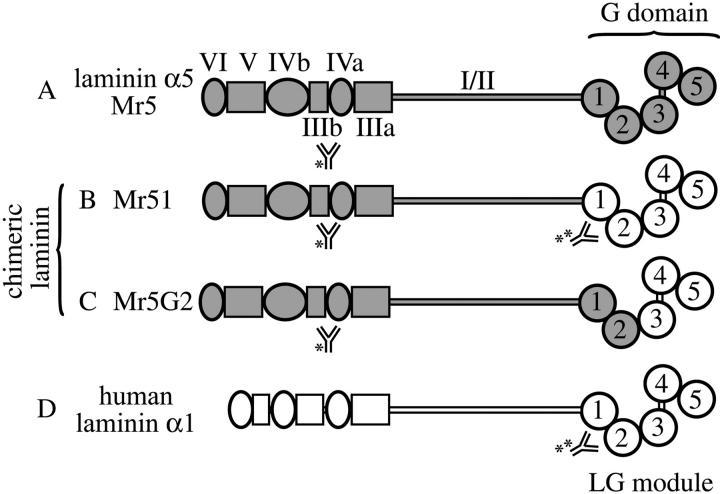 https://cdn.ncbi.nlm.nih.gov/pmc/blobs/a4b7/2172883/b4054e19446d/200211121f2.jpg