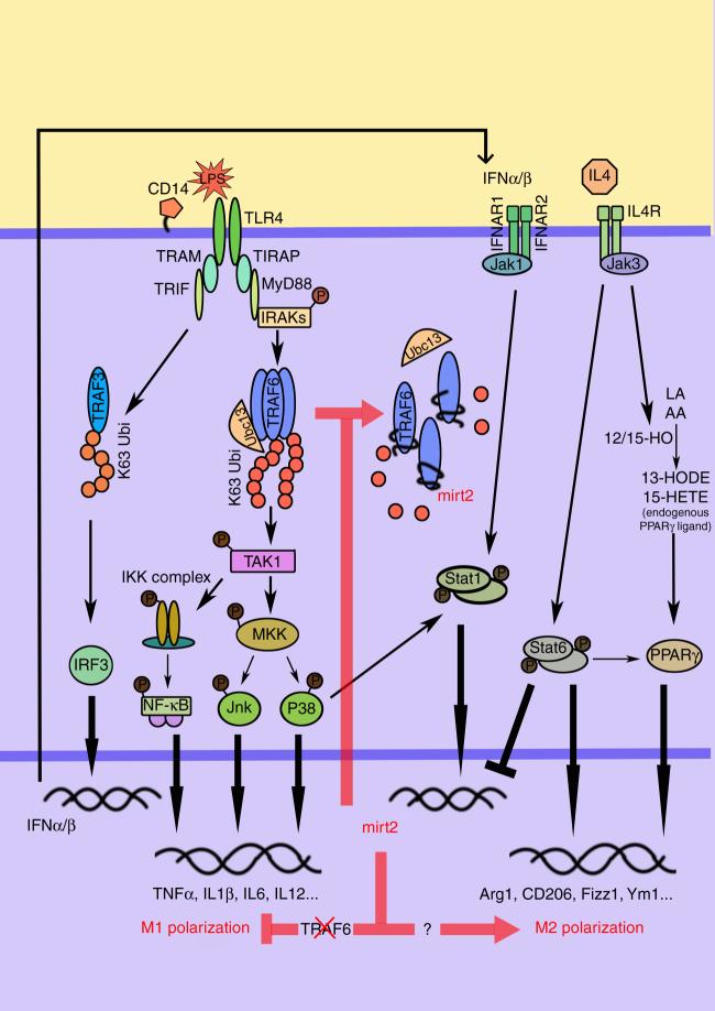 https://cdn.ncbi.nlm.nih.gov/pmc/blobs/a4ba/5725456/99d830069a87/41467_2017_2229_Fig9_HTML.jpg