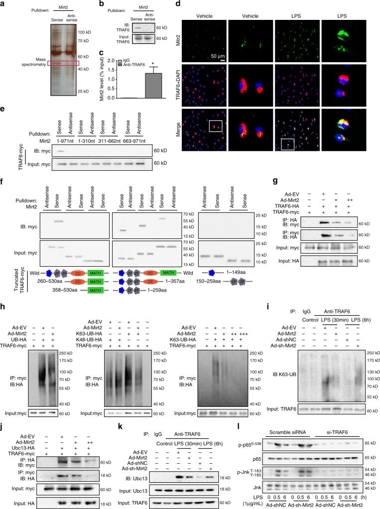 https://cdn.ncbi.nlm.nih.gov/pmc/blobs/a4ba/5725456/fbbdf03d1d69/41467_2017_2229_Fig5_HTML.jpg