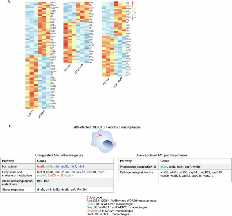 https://cdn.ncbi.nlm.nih.gov/pmc/blobs/a4bb/11522665/3e502e81acd7/41467_2024_53637_Fig5_HTML.jpg