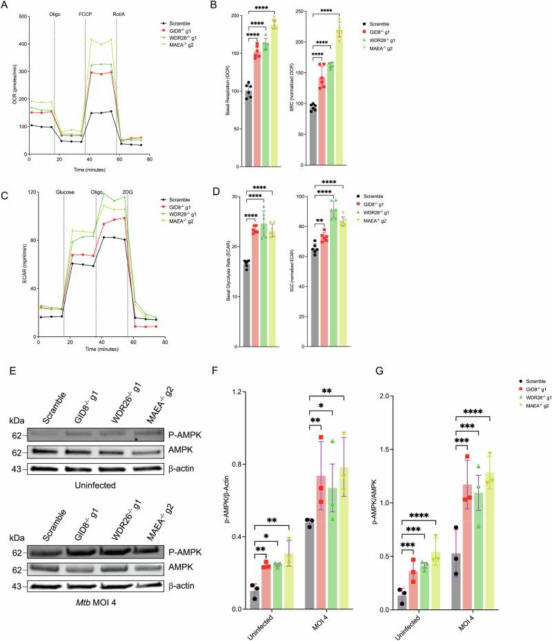 https://cdn.ncbi.nlm.nih.gov/pmc/blobs/a4bb/11522665/401435769731/41467_2024_53637_Fig3_HTML.jpg