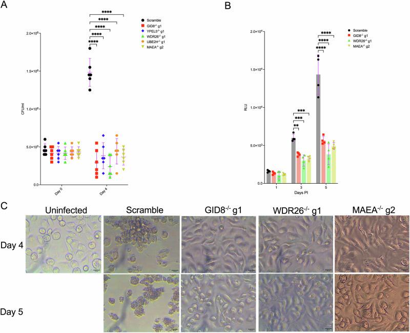 https://cdn.ncbi.nlm.nih.gov/pmc/blobs/a4bb/11522665/6dcdea5afadb/41467_2024_53637_Fig2_HTML.jpg