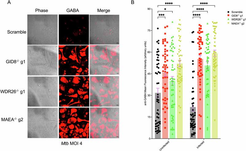 https://cdn.ncbi.nlm.nih.gov/pmc/blobs/a4bb/11522665/90c65694bd88/41467_2024_53637_Fig6_HTML.jpg