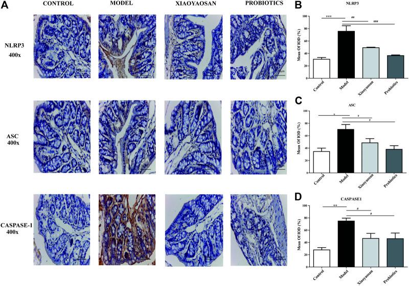 https://cdn.ncbi.nlm.nih.gov/pmc/blobs/a4be/8087337/975f11e668a5/fphar-12-619103-g006.jpg