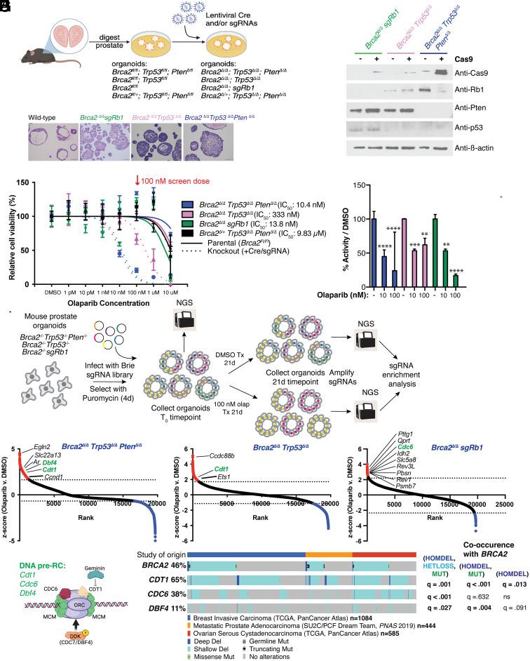 https://cdn.ncbi.nlm.nih.gov/pmc/blobs/a4c0/12167974/bd2f14fe45f8/pnas.2426743122fig01.jpg
