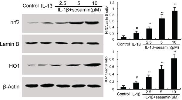 https://cdn.ncbi.nlm.nih.gov/pmc/blobs/a4c4/5347798/4a4246a5dea5/oncotarget-07-83720-g005.jpg