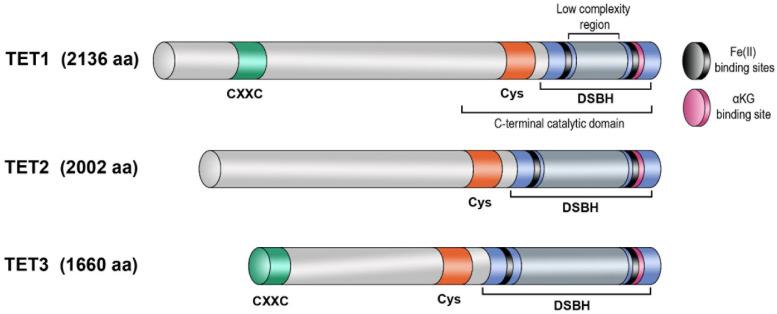 https://cdn.ncbi.nlm.nih.gov/pmc/blobs/a4c5/11430729/16303fa56f98/biomolecules-14-01117-g002.jpg