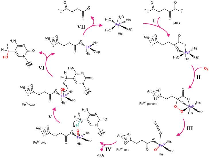 https://cdn.ncbi.nlm.nih.gov/pmc/blobs/a4c5/11430729/674ccd417e92/biomolecules-14-01117-g003.jpg