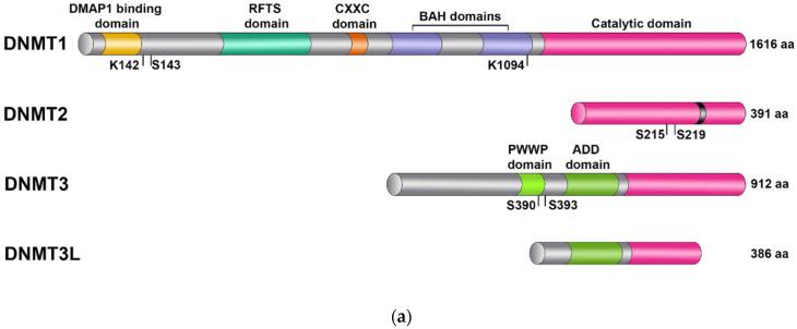 https://cdn.ncbi.nlm.nih.gov/pmc/blobs/a4c5/11430729/7d5e44b80286/biomolecules-14-01117-g001a.jpg