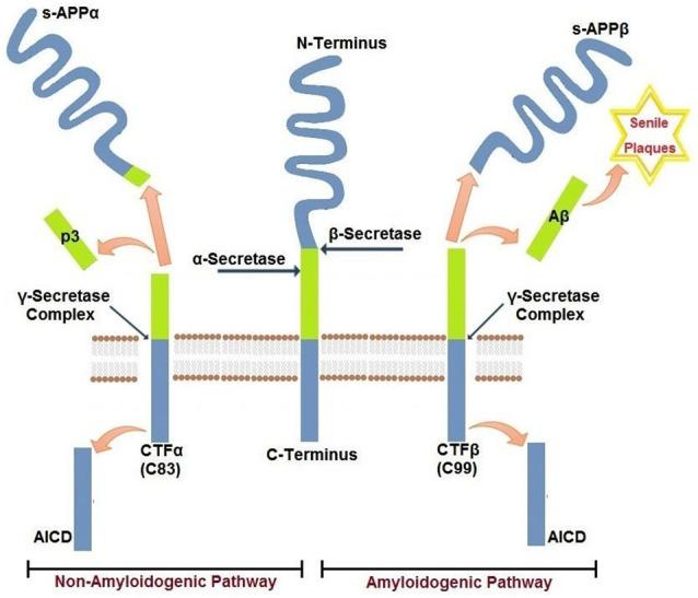 https://cdn.ncbi.nlm.nih.gov/pmc/blobs/a4cc/4347625/8a87c7795176/fncel-09-00065-g0001.jpg