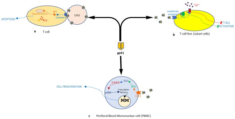 https://cdn.ncbi.nlm.nih.gov/pmc/blobs/a4ce/11202448/e29d02b34f09/cimb-46-00306-g002.jpg