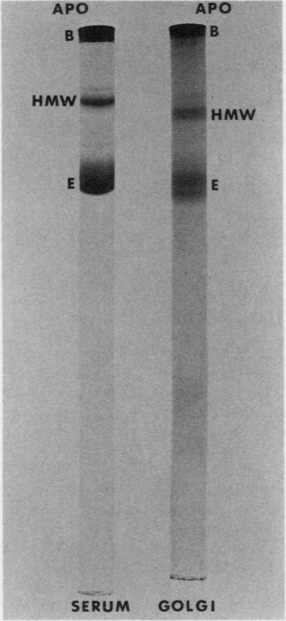 https://cdn.ncbi.nlm.nih.gov/pmc/blobs/a4cf/371668/c27e0d3c1140/jcinvest00693-0027-a.jpg