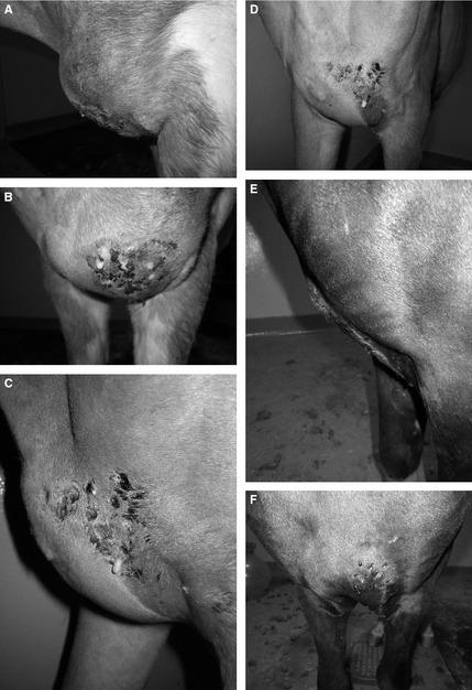 https://cdn.ncbi.nlm.nih.gov/pmc/blobs/a4cf/4895518/f797dcdbd37e/JVIM-29-636-g002.jpg