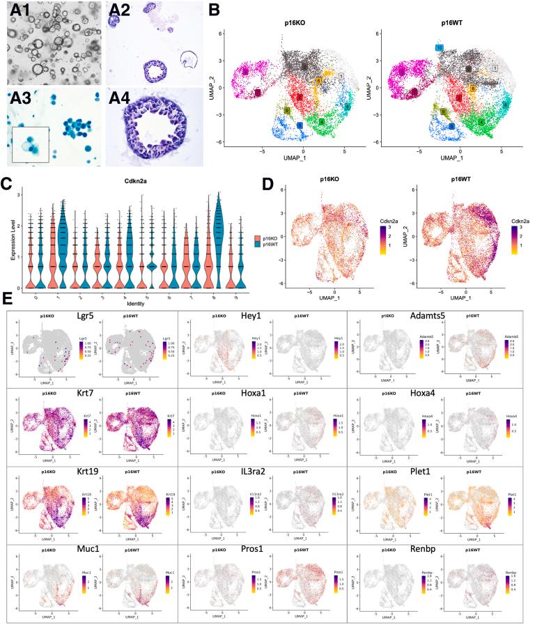 https://cdn.ncbi.nlm.nih.gov/pmc/blobs/a4d1/10966774/f4ad7b09931e/gr7.jpg