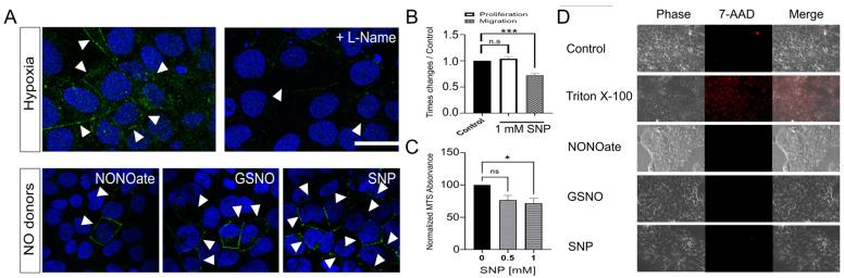 https://cdn.ncbi.nlm.nih.gov/pmc/blobs/a4d1/11240472/80bbdfd68ae0/cells-13-01150-g005.jpg