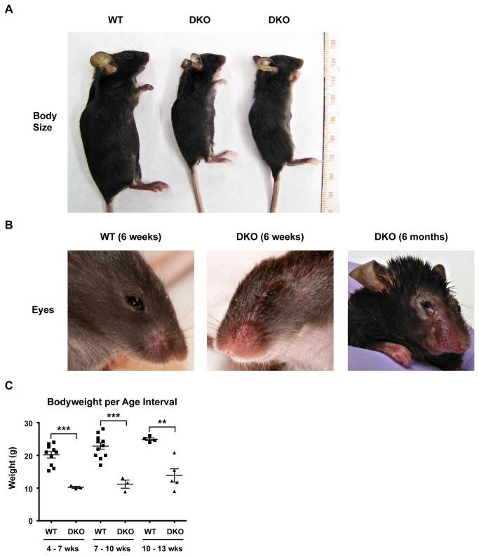 https://cdn.ncbi.nlm.nih.gov/pmc/blobs/a4d2/3713067/8536a7150741/pone.0069216.g005.jpg