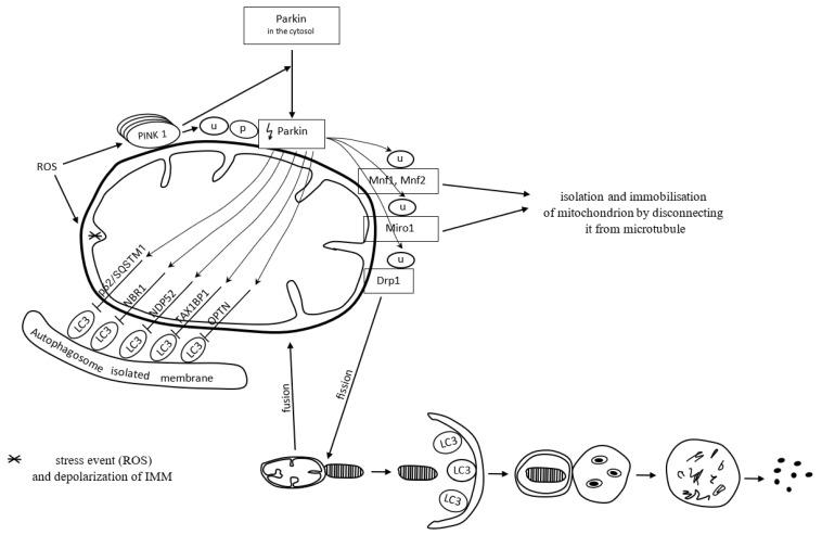 https://cdn.ncbi.nlm.nih.gov/pmc/blobs/a4d3/10376332/9e3770ec711d/antioxidants-12-01368-g003.jpg