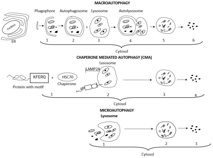 https://cdn.ncbi.nlm.nih.gov/pmc/blobs/a4d3/10376332/e80e6767bcdb/antioxidants-12-01368-g002.jpg