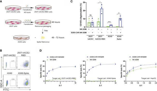 https://cdn.ncbi.nlm.nih.gov/pmc/blobs/a4d8/8343231/1d8b4fdbc238/fimmu-12-652223-g003.jpg