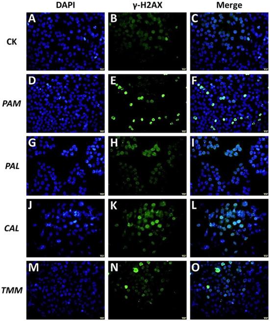 https://cdn.ncbi.nlm.nih.gov/pmc/blobs/a4d8/9670124/654768d061ef/fnut-09-1042300-g0005.jpg