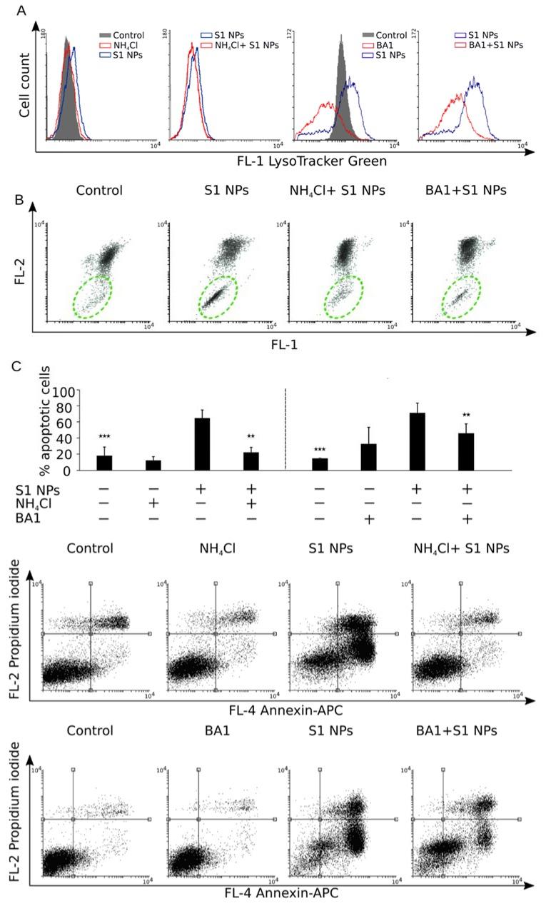 https://cdn.ncbi.nlm.nih.gov/pmc/blobs/a4de/6359000/25dcc471ab02/biomolecules-09-00014-g009.jpg