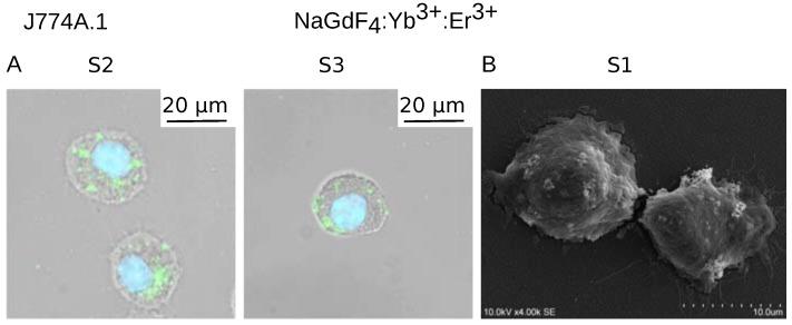 https://cdn.ncbi.nlm.nih.gov/pmc/blobs/a4de/6359000/287e04afd2bf/biomolecules-09-00014-g004.jpg