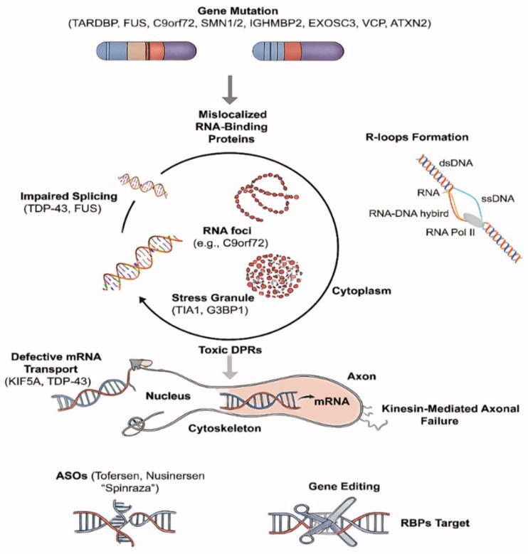https://cdn.ncbi.nlm.nih.gov/pmc/blobs/a4e0/12347207/4860bda17f74/ijms-26-07644-g002.jpg