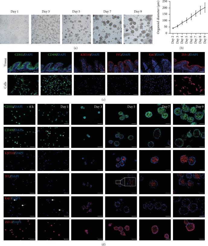 https://cdn.ncbi.nlm.nih.gov/pmc/blobs/a4e2/12274096/7cdda494bc63/SCI2025-5105796.001.jpg
