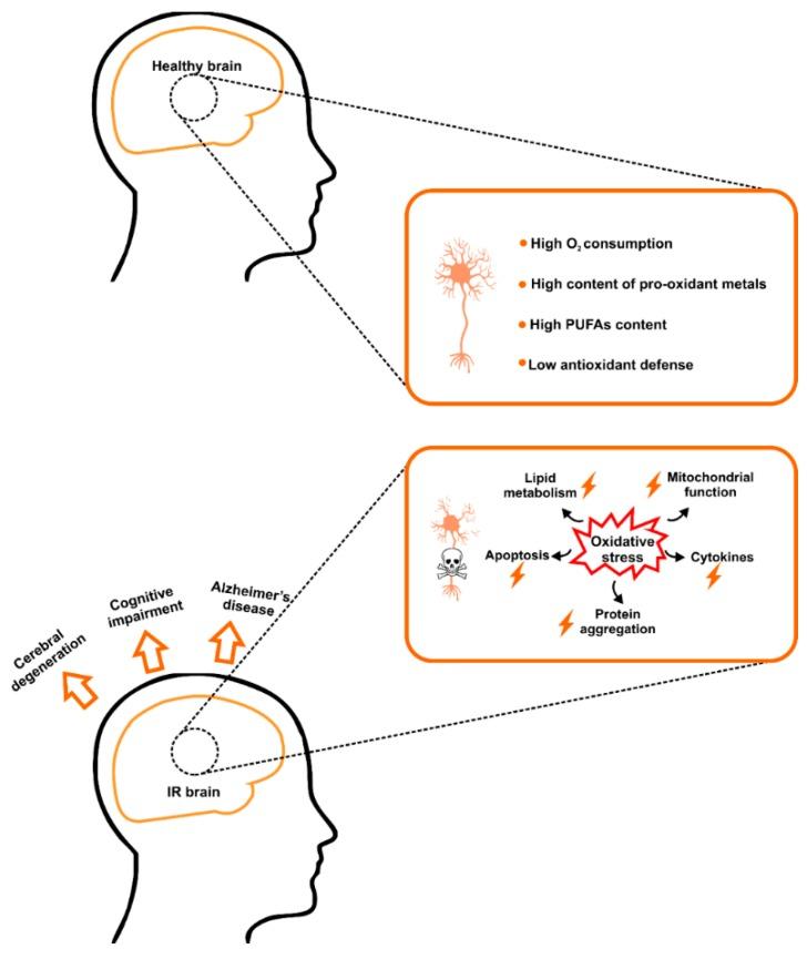 https://cdn.ncbi.nlm.nih.gov/pmc/blobs/a4e3/6413037/2638e1dd3718/ijms-20-00874-g001.jpg