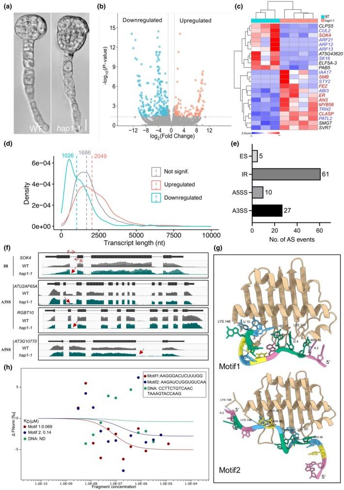 https://cdn.ncbi.nlm.nih.gov/pmc/blobs/a4e7/12138180/f3b1d33d6571/NPH-247-14-g002.jpg