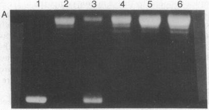 https://cdn.ncbi.nlm.nih.gov/pmc/blobs/a4e7/413066/c26d68178221/pnas00010-0262-a.jpg