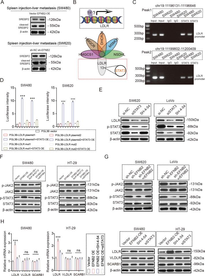 https://cdn.ncbi.nlm.nih.gov/pmc/blobs/a4e7/9816060/d0a1c1c716ea/41388_2022_2519_Fig5_HTML.jpg