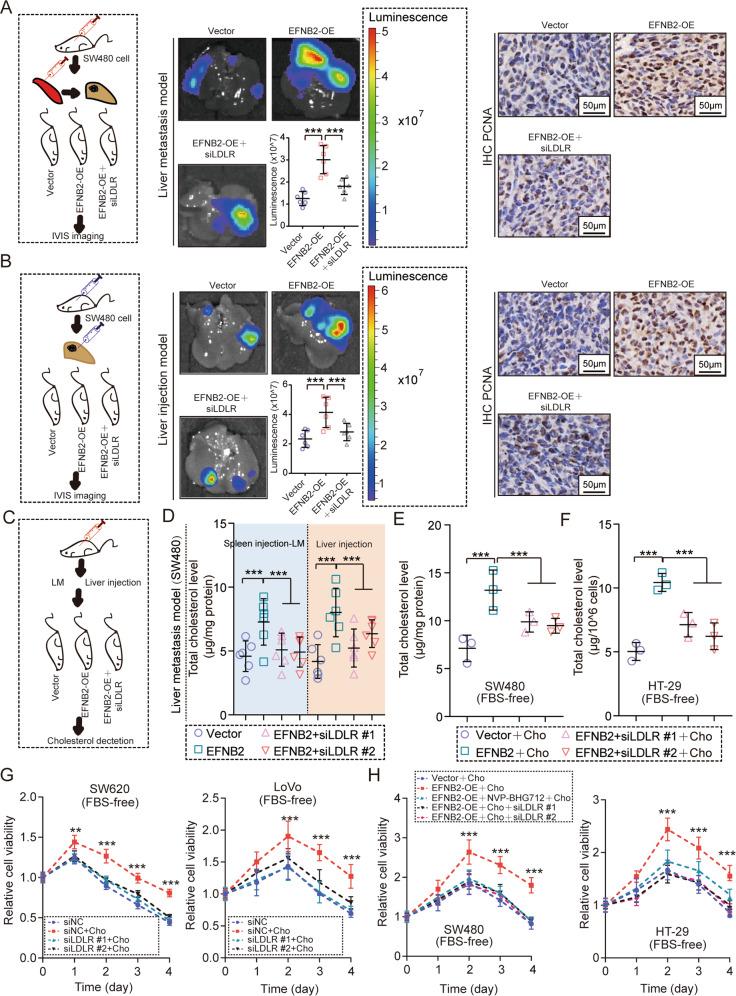 https://cdn.ncbi.nlm.nih.gov/pmc/blobs/a4e7/9816060/e191bc947a12/41388_2022_2519_Fig6_HTML.jpg
