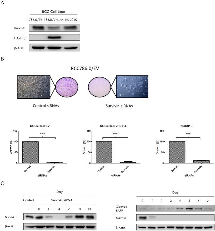 https://cdn.ncbi.nlm.nih.gov/pmc/blobs/a4e9/5459331/bc76ad98baa7/pone.0178168.g001.jpg