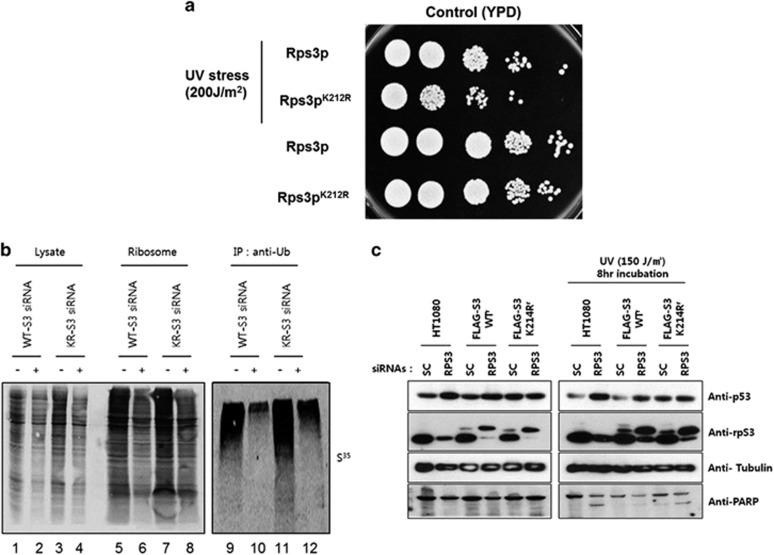 https://cdn.ncbi.nlm.nih.gov/pmc/blobs/a4e9/5704183/a4a231a48406/emm2017128f7.jpg