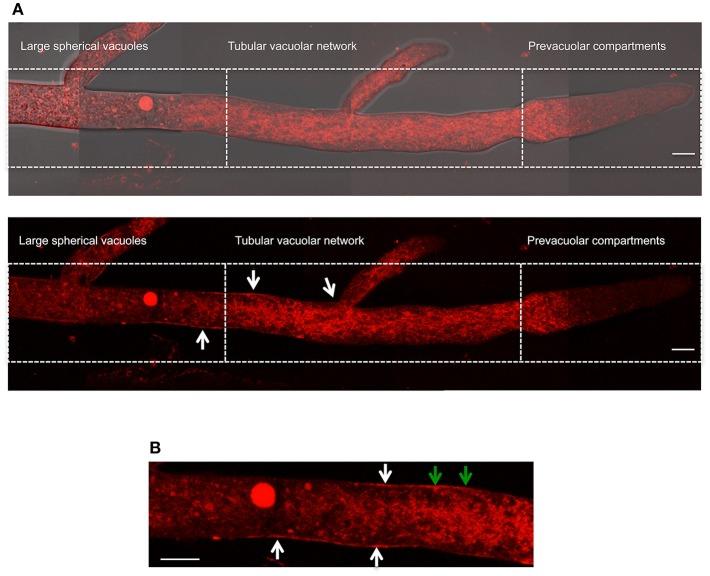 https://cdn.ncbi.nlm.nih.gov/pmc/blobs/a4ec/6702951/822b8919cd46/fmicb-10-01825-g0007.jpg