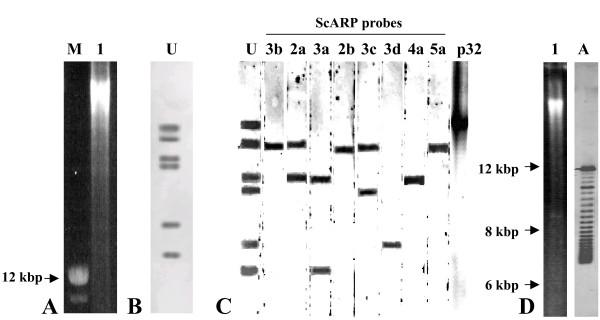 https://cdn.ncbi.nlm.nih.gov/pmc/blobs/a4ed/2386487/26d3bf59f18a/1471-2164-9-195-3.jpg