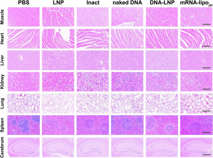 https://cdn.ncbi.nlm.nih.gov/pmc/blobs/a4ef/11500389/67e041b44d10/41541_2024_991_Fig7_HTML.jpg