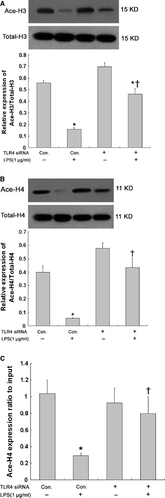 https://cdn.ncbi.nlm.nih.gov/pmc/blobs/a4ef/3823146/6f1e0dd2ca70/jcmm0017-0160-f5.jpg