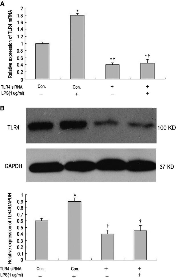 https://cdn.ncbi.nlm.nih.gov/pmc/blobs/a4ef/3823146/f3560ef00684/jcmm0017-0160-f3.jpg