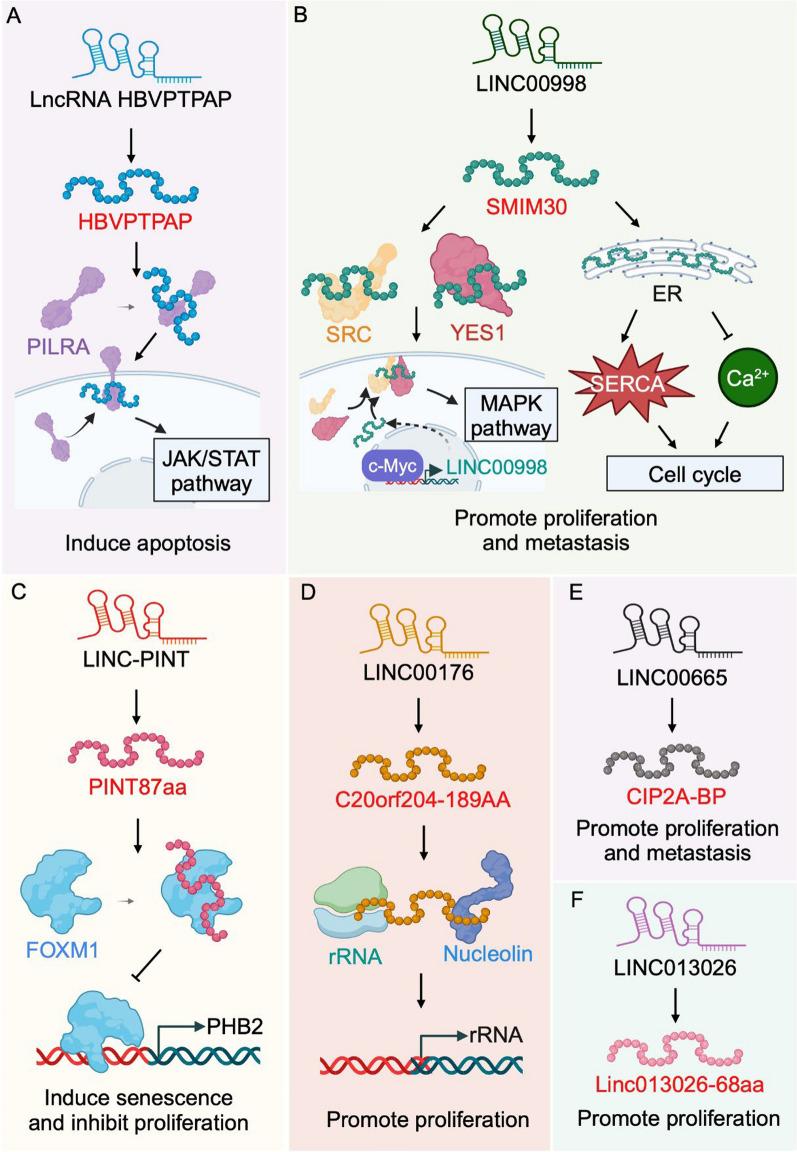 https://cdn.ncbi.nlm.nih.gov/pmc/blobs/a4f0/11320871/55ba3a545b20/13045_2024_1591_Fig4_HTML.jpg