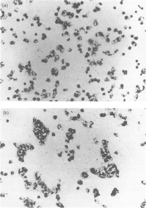https://cdn.ncbi.nlm.nih.gov/pmc/blobs/a4f2/1383948/adaf3a512fe2/immunology00064-0116-a.jpg