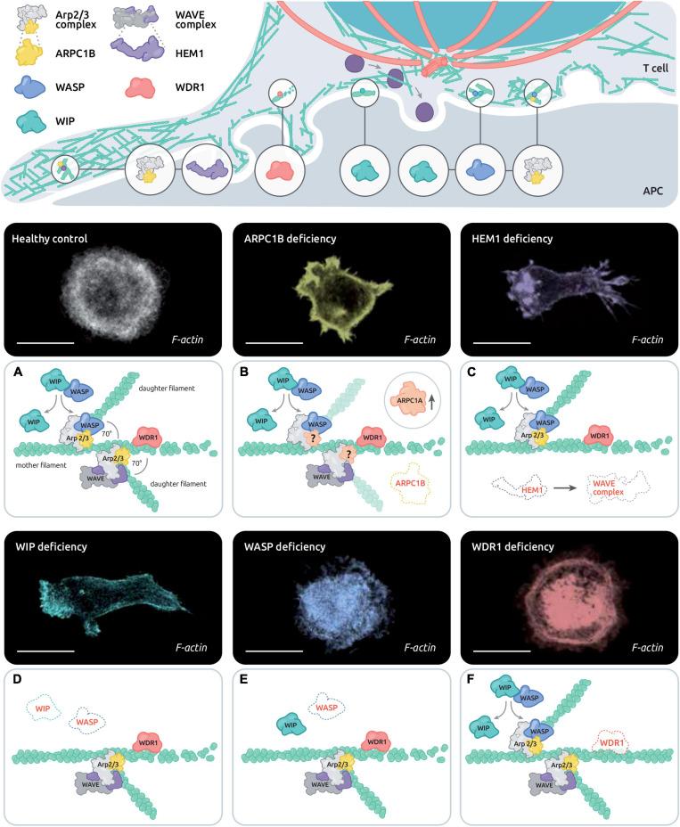https://cdn.ncbi.nlm.nih.gov/pmc/blobs/a4f3/8266300/0083d8580674/fcell-09-665519-g002.jpg