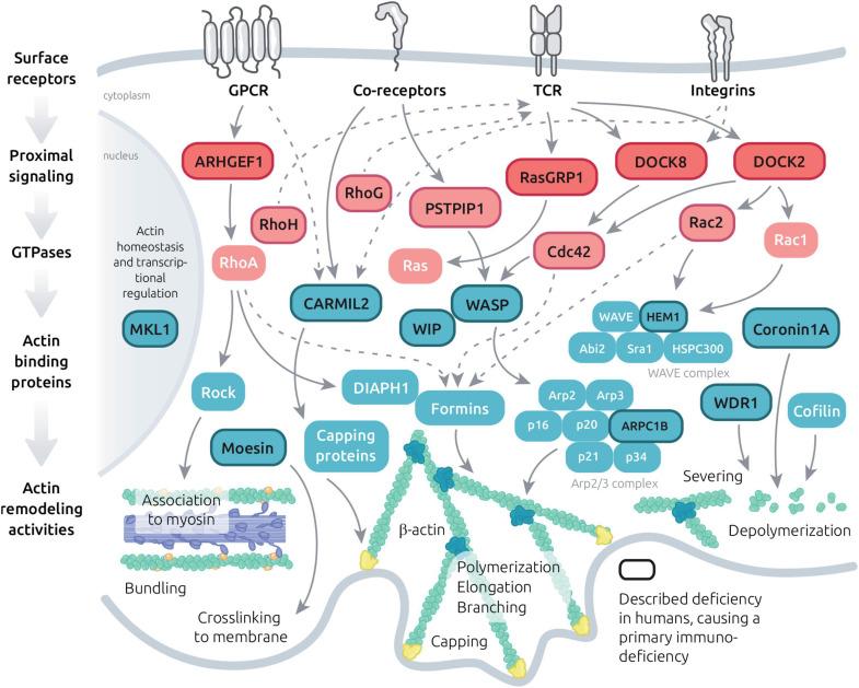 https://cdn.ncbi.nlm.nih.gov/pmc/blobs/a4f3/8266300/3f60511bc22b/fcell-09-665519-g003.jpg
