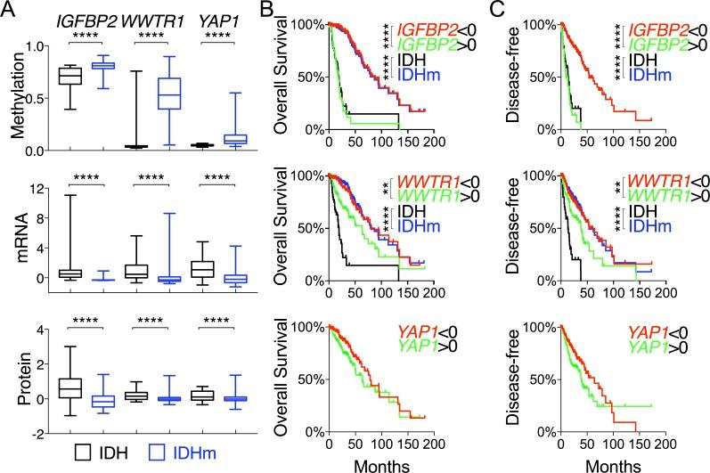 https://cdn.ncbi.nlm.nih.gov/pmc/blobs/a4f5/5352106/1fc80402a699/oncotarget-08-191-g004.jpg