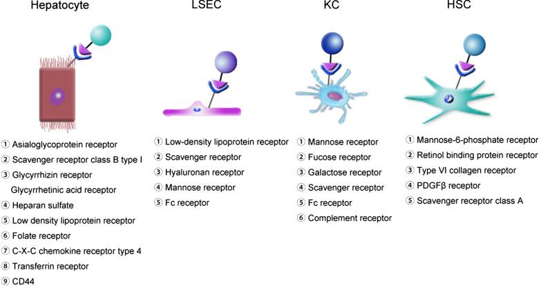 https://cdn.ncbi.nlm.nih.gov/pmc/blobs/a4f7/9675156/7c7918292554/12951_2022_1708_Fig4_HTML.jpg