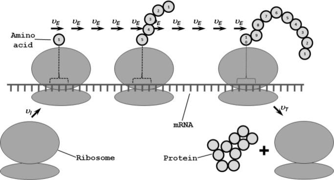 https://cdn.ncbi.nlm.nih.gov/pmc/blobs/a4f8/3962216/028e1facaaea/CSBJ-1-e201204002-g001.jpg