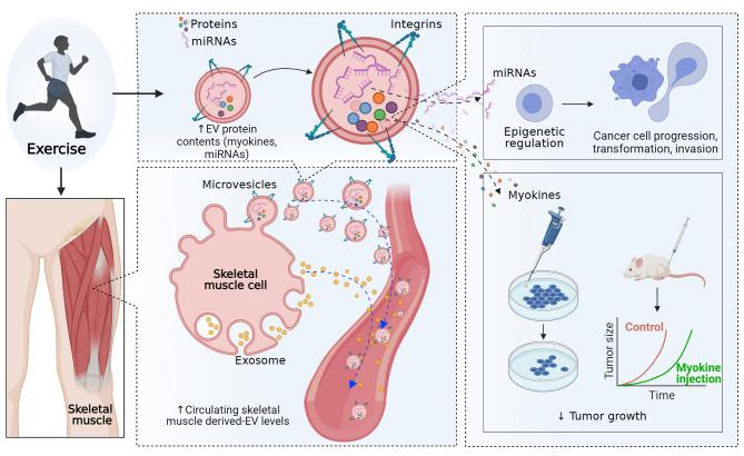 https://cdn.ncbi.nlm.nih.gov/pmc/blobs/a4fa/11218391/49e3c0af829b/12885_2024_12530_Fig1_HTML.jpg