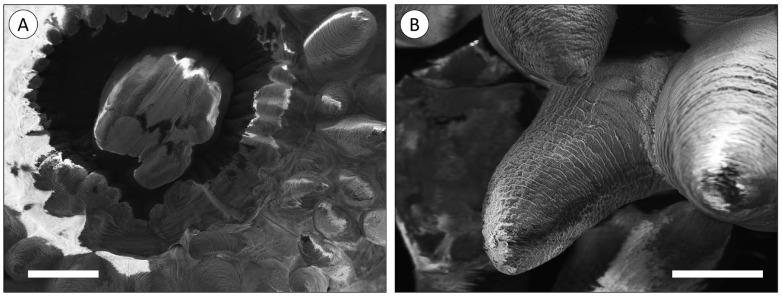 https://cdn.ncbi.nlm.nih.gov/pmc/blobs/a4fb/10967595/5ee3a1e671bc/animals-14-00981-g001.jpg