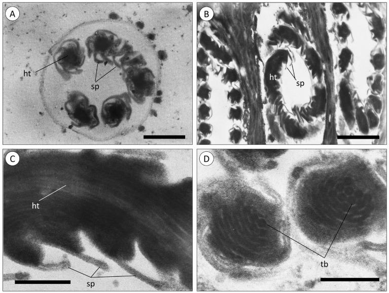 https://cdn.ncbi.nlm.nih.gov/pmc/blobs/a4fb/10967595/9f2c12e644ea/animals-14-00981-g003.jpg